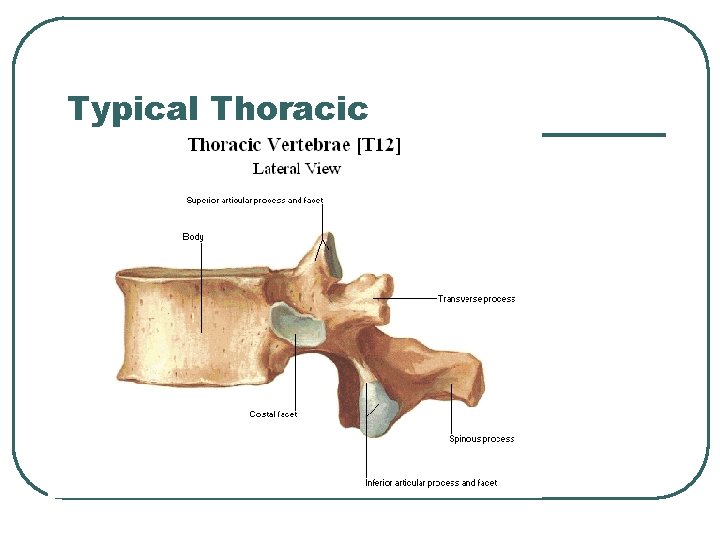 Typical Thoracic 