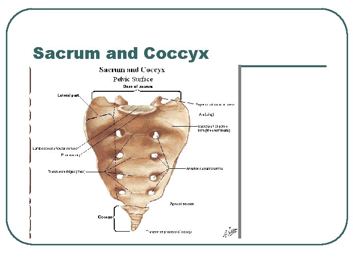 Sacrum and Coccyx 