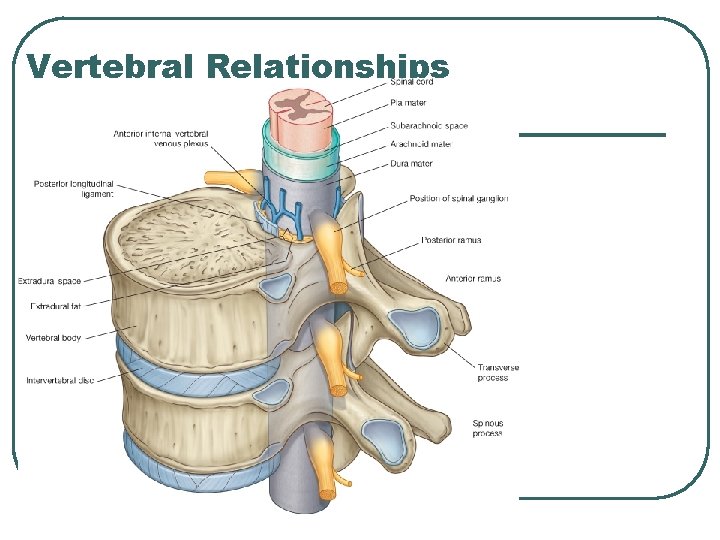Vertebral Relationships 