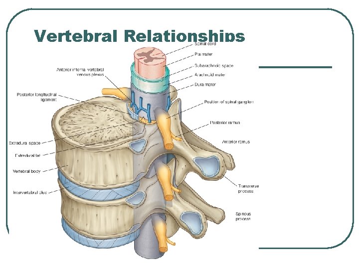 Vertebral Relationships 