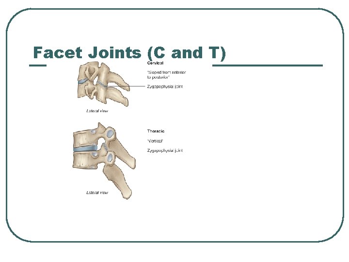 Facet Joints (C and T) 