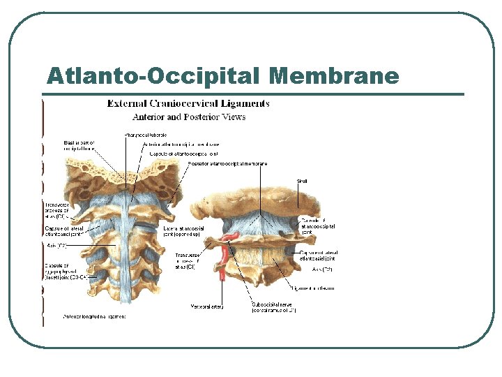 Atlanto-Occipital Membrane 