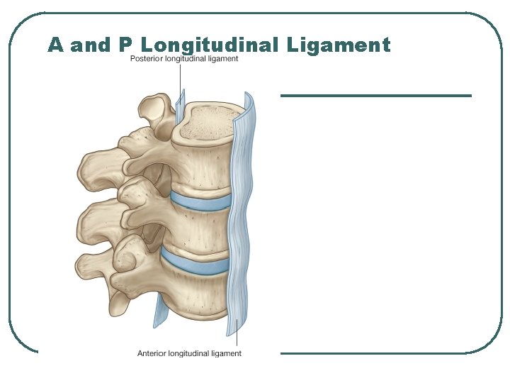 A and P Longitudinal Ligament 