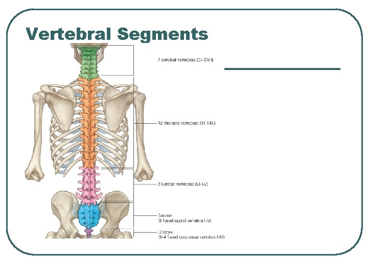Vertebral Segments 