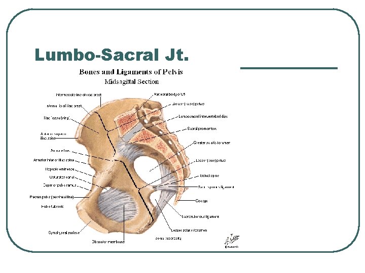 Lumbo-Sacral Jt. 