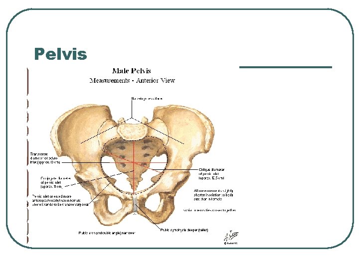 Pelvis 