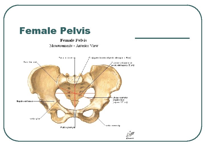 Female Pelvis 