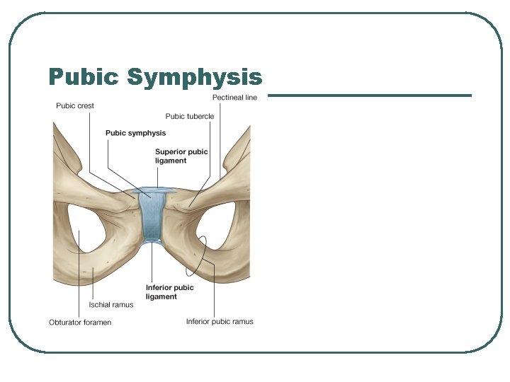 Pubic Symphysis 