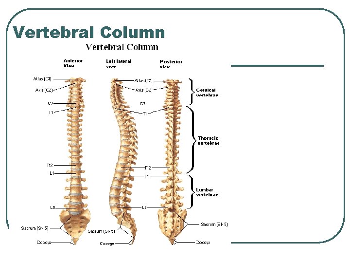 Vertebral Column 