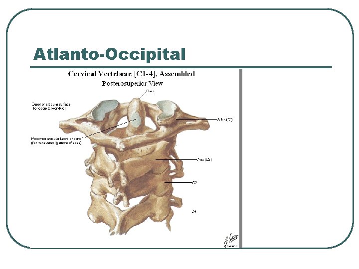 Atlanto-Occipital 