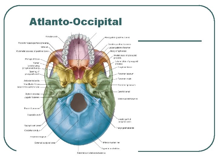 Atlanto-Occipital 
