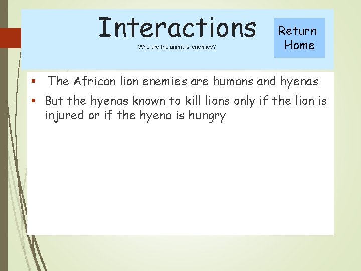 Interactions Who are the animals’ enemies? Return Home § The African lion enemies are