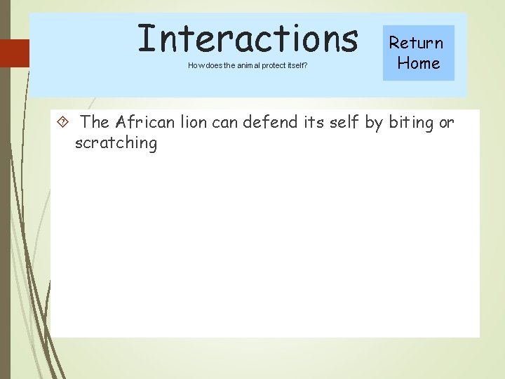 Interactions How does the animal protect itself? Return Home The African lion can defend