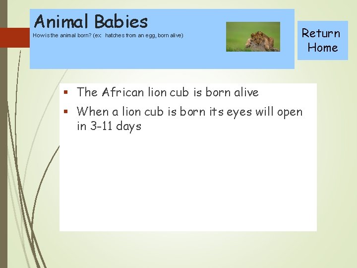 Animal Babies How is the animal born? (ex: hatches from an egg, born alive)