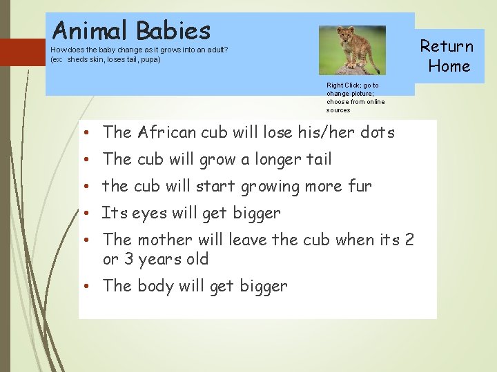 Animal Babies Return Home How does the baby change as it grows into an