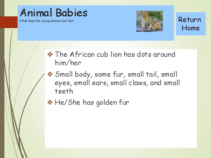 Animal Babies What does the young animal look like? Return Home v The African