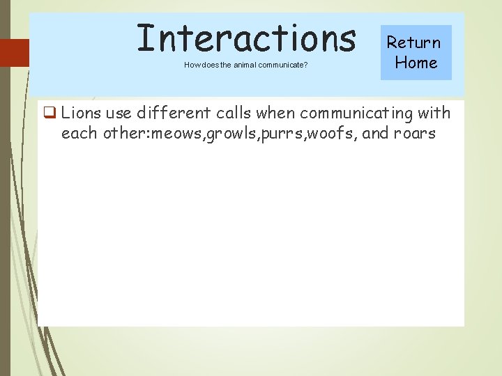 Interactions How does the animal communicate? Return Home q Lions use different calls when