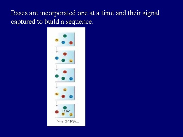 Bases are incorporated one at a time and their signal captured to build a