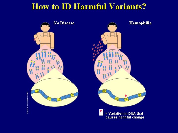How to ID Harmful Variants? No Disease Hemophilia = Variation in DNA that causes