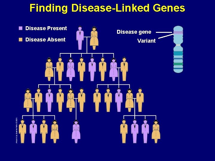 Finding Disease-Linked Genes Disease Present Disease Absent Disease gene Variant 