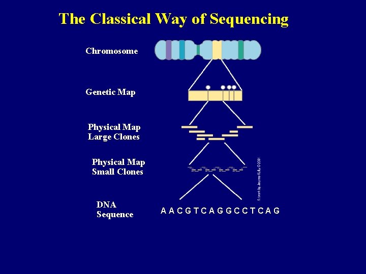 The Classical Way of Sequencing Chromosome Genetic Map Physical Map Large Clones Physical Map