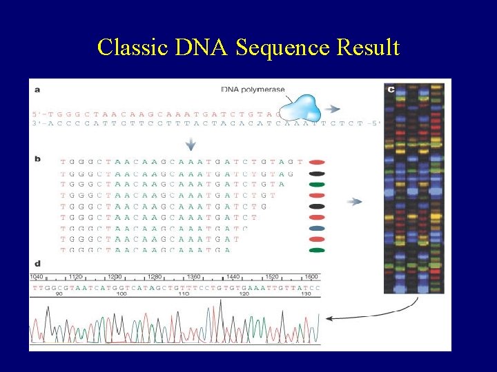 Classic DNA Sequence Result 
