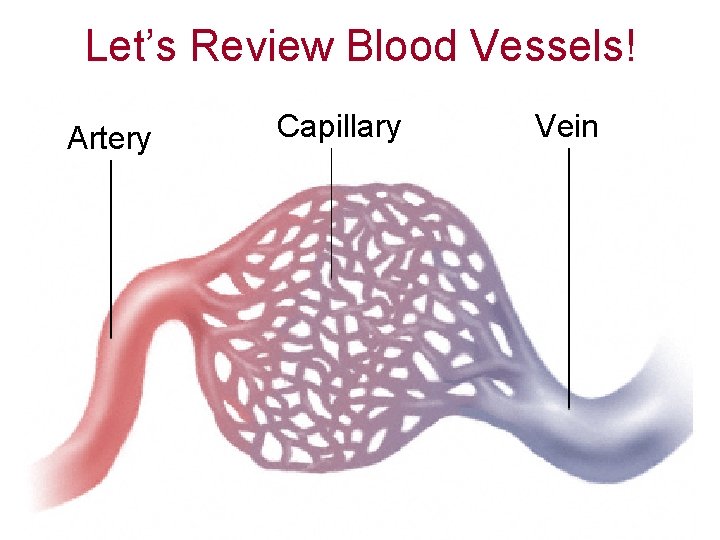 Let’s Review Blood Vessels! Artery Capillary Vein 