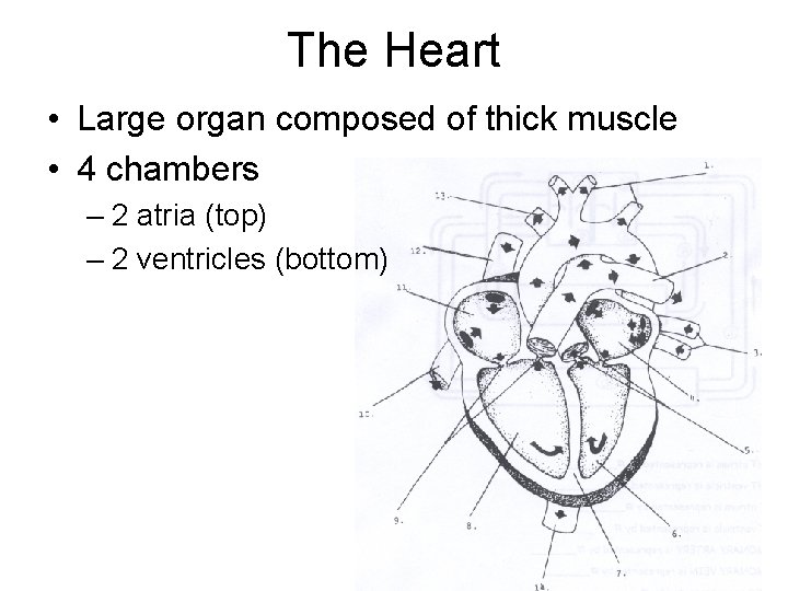 The Heart • Large organ composed of thick muscle • 4 chambers – 2
