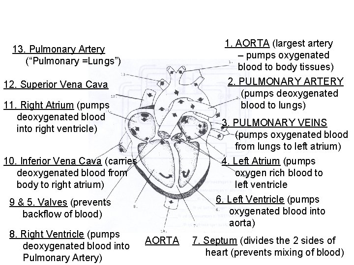 1. AORTA (largest artery – pumps oxygenated blood to body tissues) 13. Pulmonary Artery