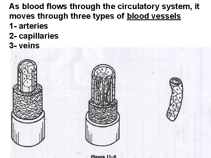 As blood flows through the circulatory system, it moves through three types of blood