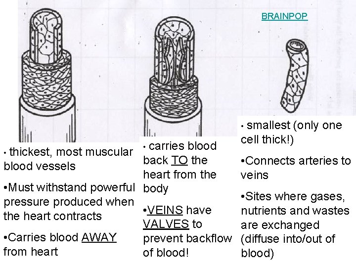 BRAINPOP • smallest most muscular • carries blood back TO the blood vessels heart