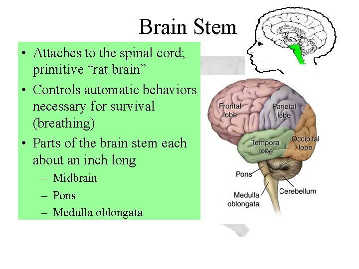 Brain Stem • Attaches to the spinal cord; primitive “rat brain” • Controls automatic