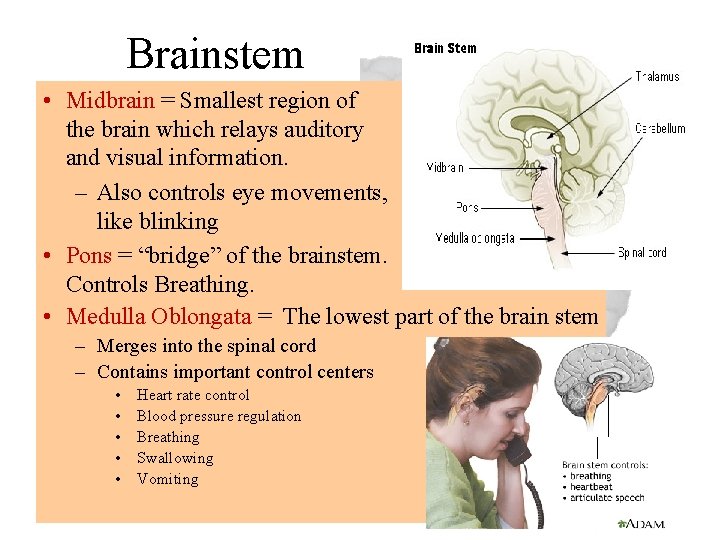 Brainstem • Midbrain = Smallest region of the brain which relays auditory and visual