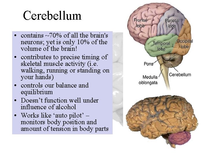 Cerebellum • contains ~70% of all the brain's neurons; yet is only 10% of