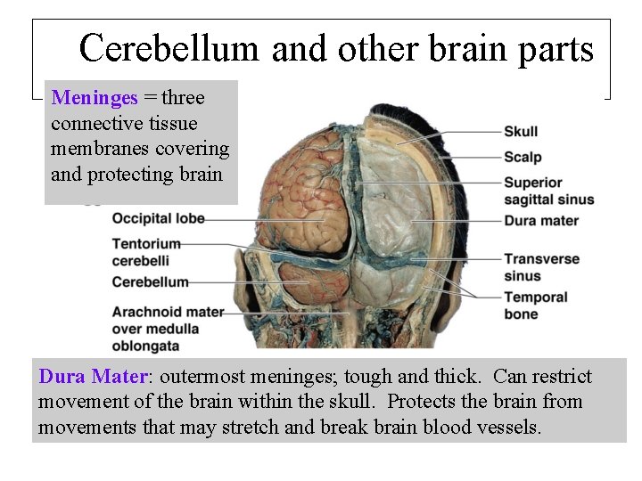 Cerebellum and other brain parts Meninges = three connective tissue membranes covering and protecting