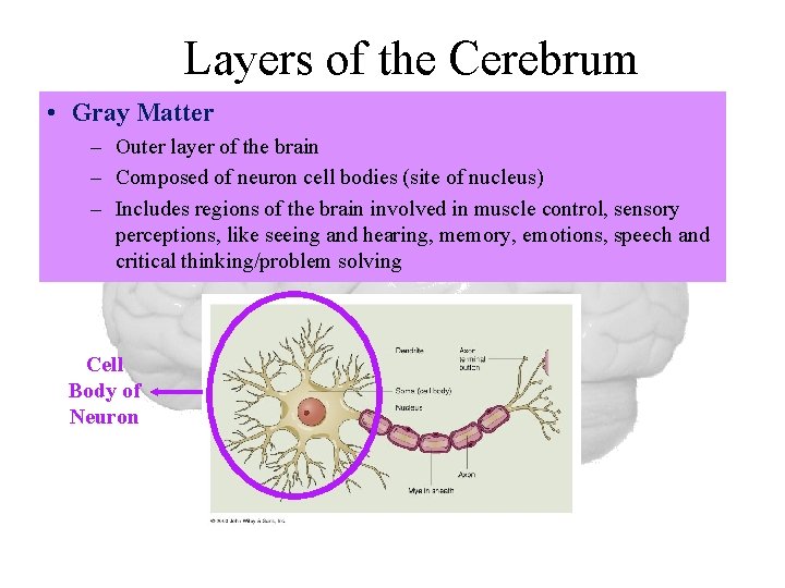 Layers of the Cerebrum • Gray Matter – Outer layer of the brain –
