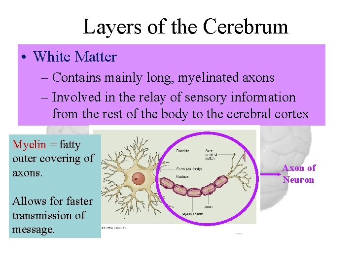 Layers of the Cerebrum • White Matter – Contains mainly long, myelinated axons –