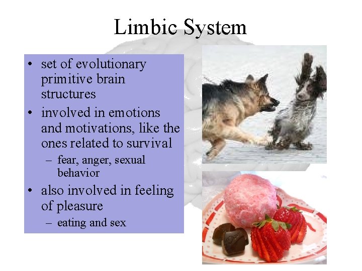 Limbic System • set of evolutionary primitive brain structures • involved in emotions and