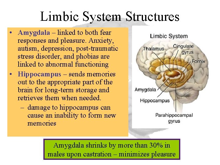 Limbic System Structures • Amygdala – linked to both fear responses and pleasure. Anxiety,