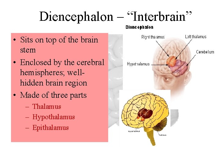 Diencephalon – “Interbrain” • Sits on top of the brain stem • Enclosed by