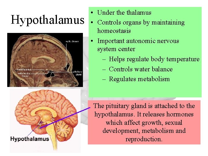 Hypothalamus • Under the thalamus • Controls organs by maintaining homeostasis • Important autonomic