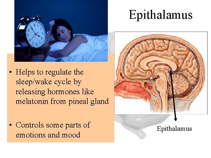 Epithalamus • Helps to regulate the sleep/wake cycle by releasing hormones like melatonin from