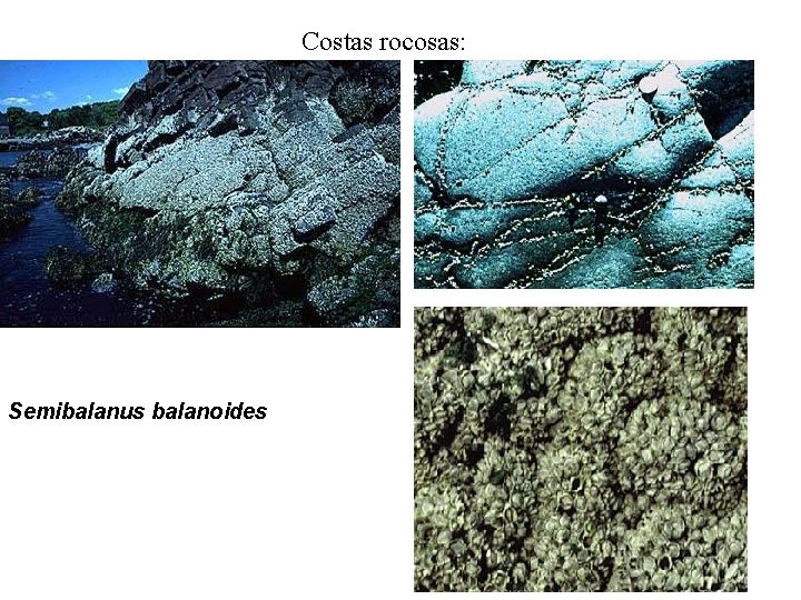 Costas rocosas: Semibalanus balanoides 