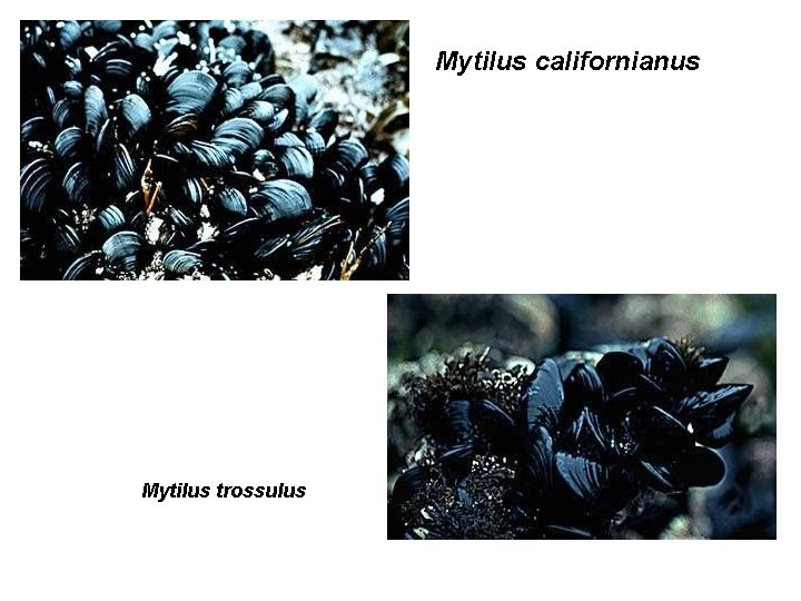 Mytilus californianus Mytilus trossulus 