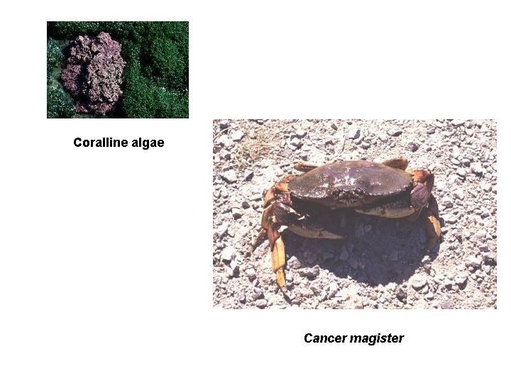 Coralline algae Cancer magister 