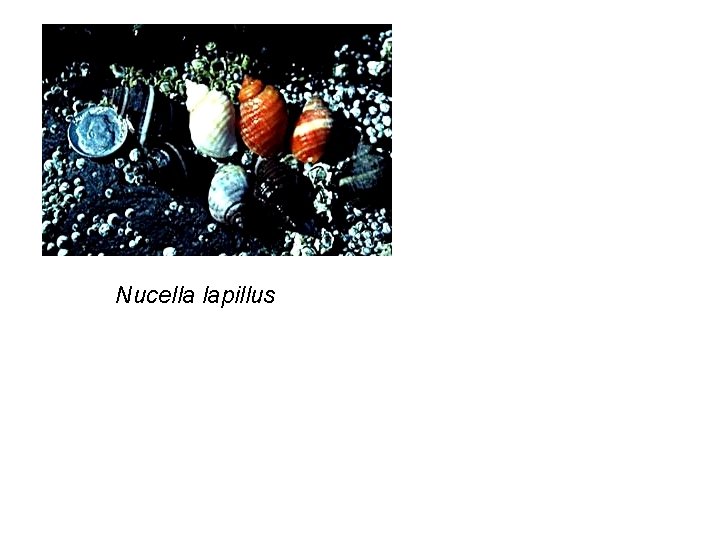 Nucella lapillus 