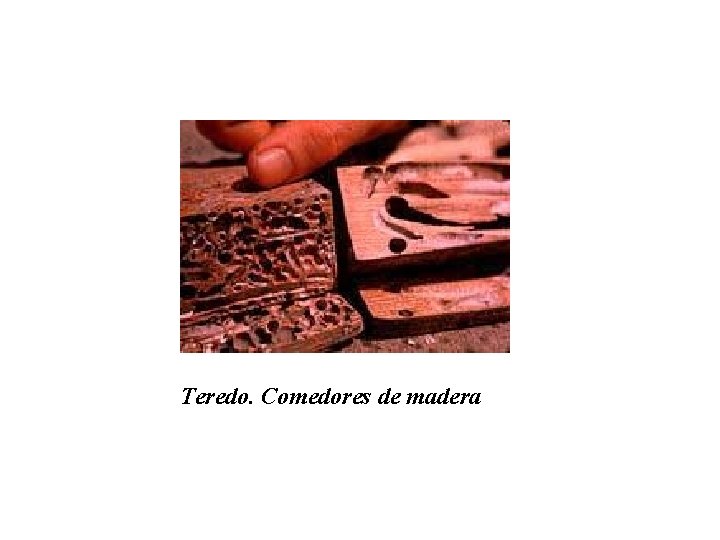 Teredo. Comedores de madera 
