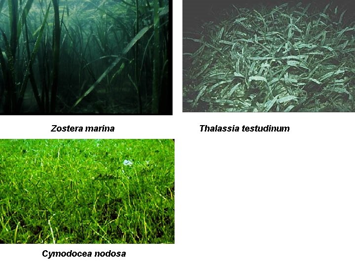 Zostera marina Cymodocea nodosa Thalassia testudinum 
