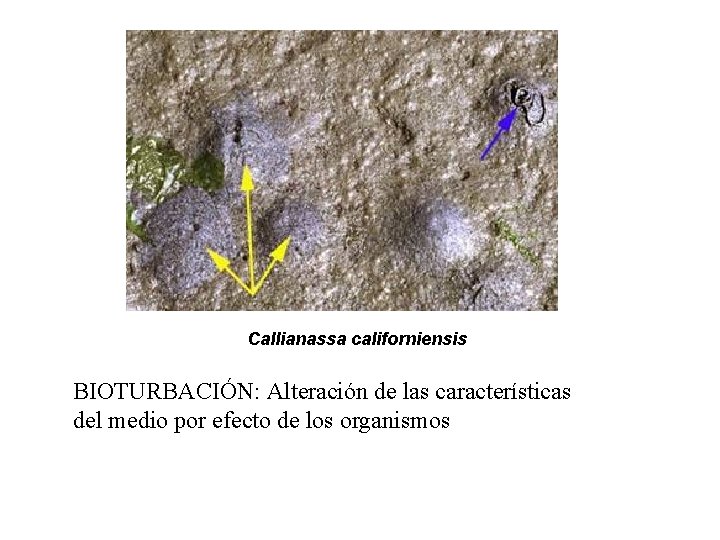 Callianassa californiensis BIOTURBACIÓN: Alteración de las características del medio por efecto de los organismos