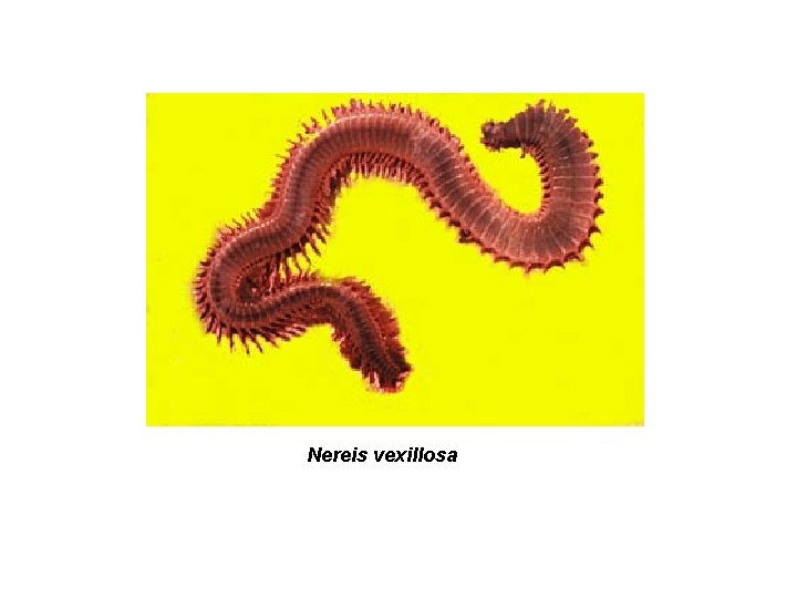 Nereis vexillosa 